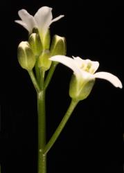 Cardamine serpentina. Inflorescence with buds and side view of flowers.
 Image: P.B. Heenan © Landcare Research 2019 CC BY 3.0 NZ